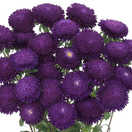 Bonita Blue, Aster Seeds - Packet image number null